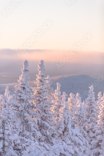 Sapin blancs en hiver