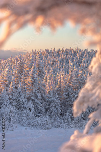 Sapins blancs en hiver
