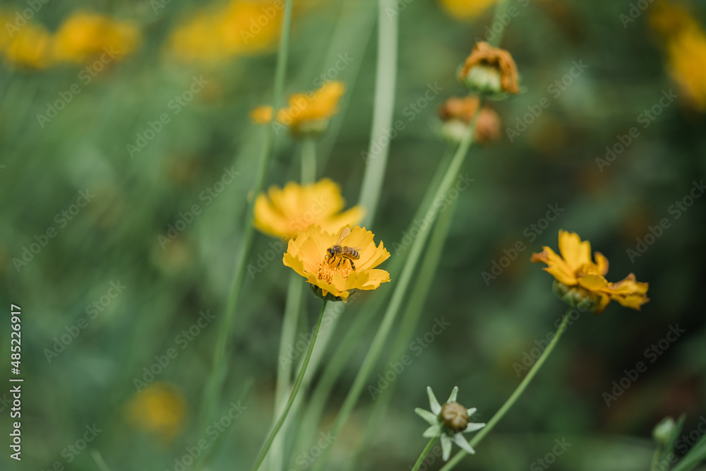 yellow flowers yellow flowers