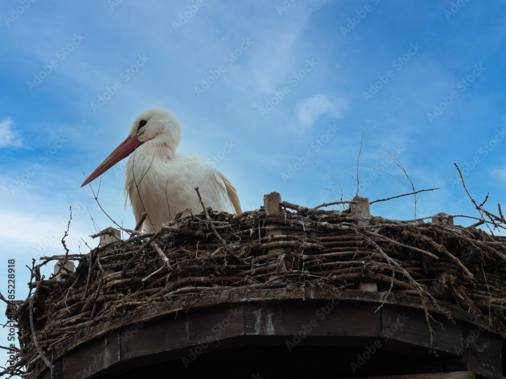 Fototapeta premium Young, White Stork, Ciconia ciconia, sitting in nest against blue cloudy sky