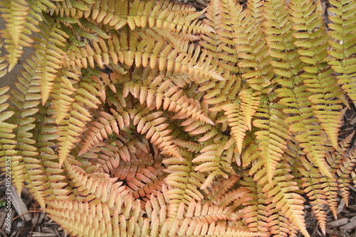 Fern