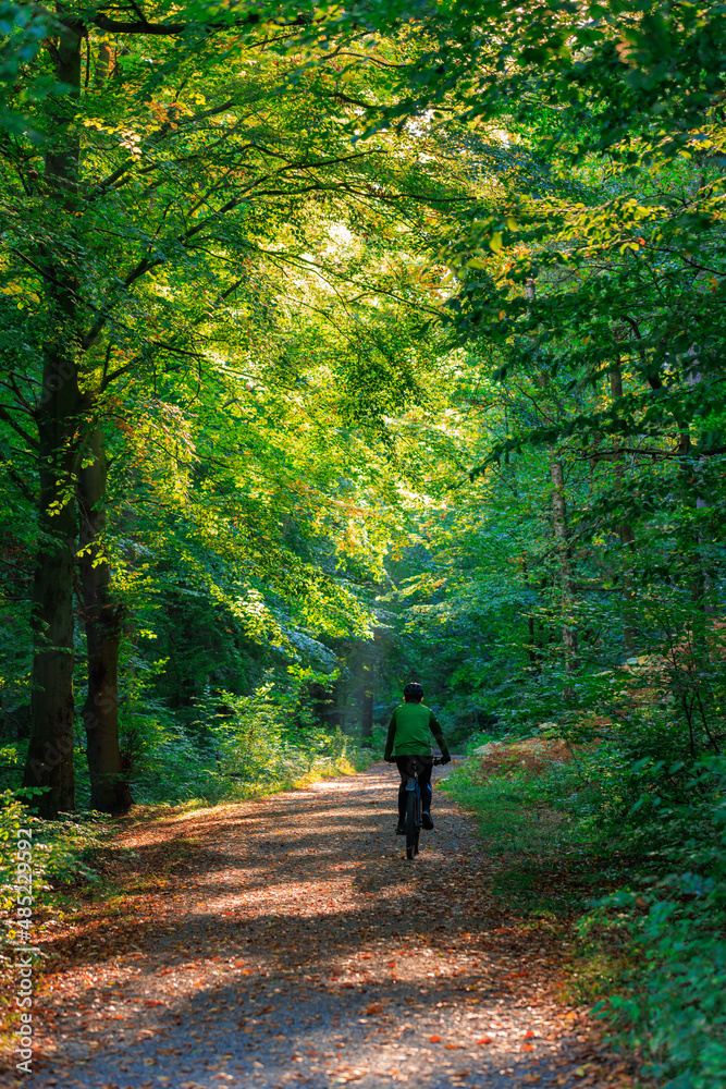 Fahrradfahrer auf einem Waldweg im Wald