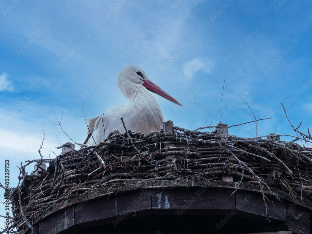 Fototapeta premium Young, White Stork, Ciconia ciconia, sitting in nest against blue cloudy sky