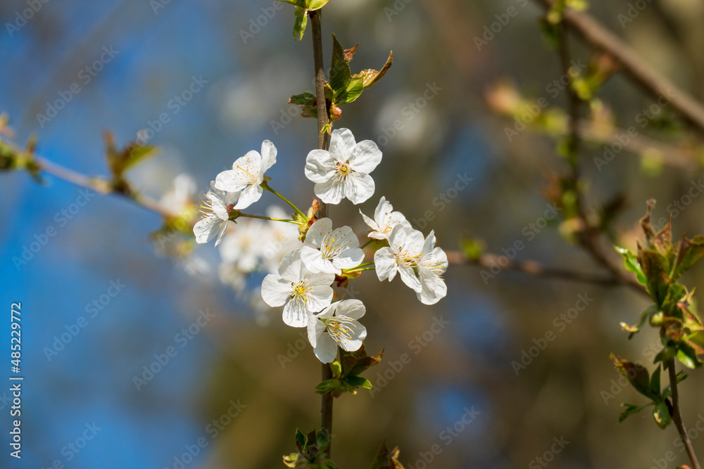 Weiße Apfel Blüte am Baum, mit unscharfem Hintergrund Weiße Apfel Blüte am Baum, mit unscharfem Hintergrund