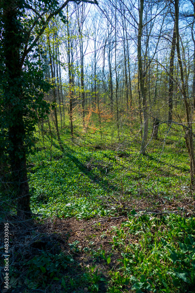 Bärlauch Pflanzen wachsen auf dem Waldboden Bärlauch Pflanzen wachsen auf dem Waldboden
