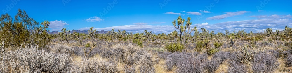 Panoramic image over Southern California desert with cactus trees during daytime