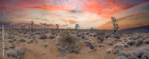 Panoramic image over Southern California desert with cactus trees during sunset