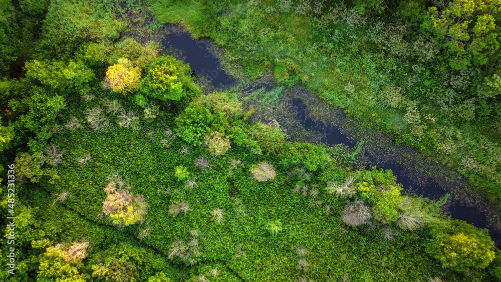 Beautiful rainforest in the Atlantic Forest in Rio Vermelho state park with tall pines and morning sun lighting. Drone view, top view Beautiful rainforest in the Atlantic Forest in Rio Vermelho state park with tall pines and morning sun lighting. Drone view, top view