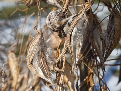 Canvas-taulu Honeyvine milkweed pod late fall / winter Noxious Weed