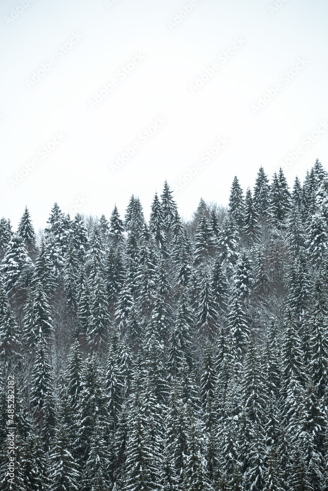Pine trees covered with snow on the mountain slopes. Conifers in winter. Beautiful winter Pine trees covered with snow on the mountain slopes. Conifers in winter. Beautiful winter