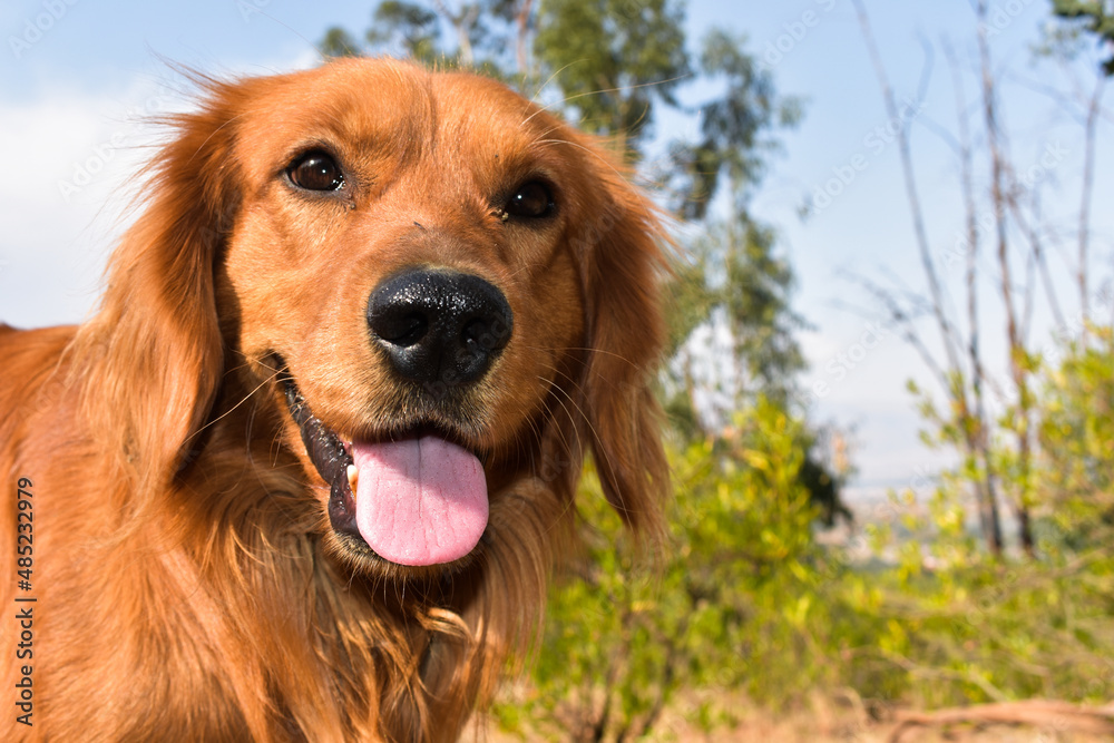 golden retriever in the grass