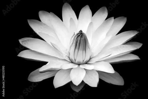 white lotus on black