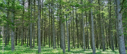 八島ヶ原湿原で見た静寂に包まれた針葉樹林の情景＠長野