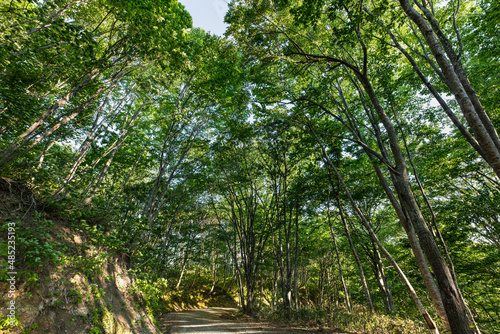 新緑の木立に囲まれた緑のトンネル木漏れ日の林道