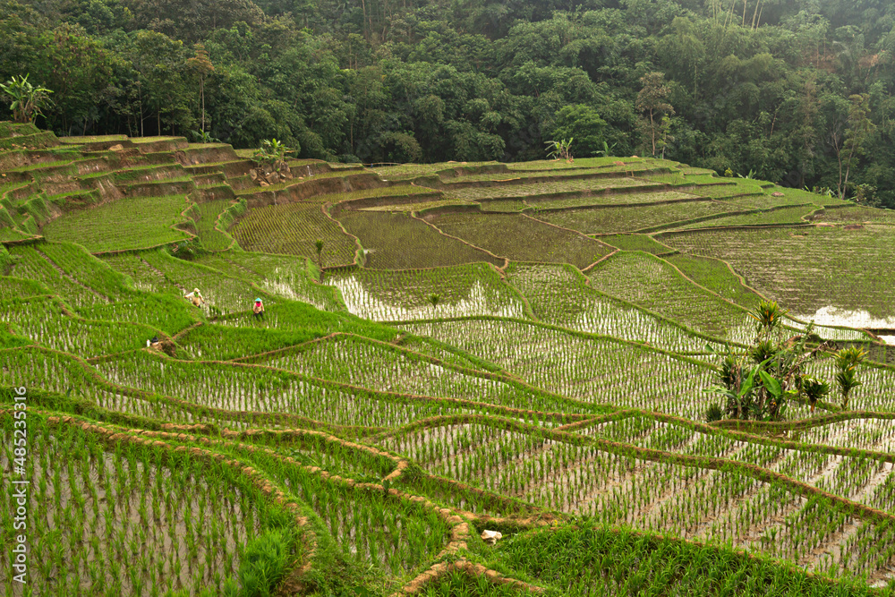 rice field