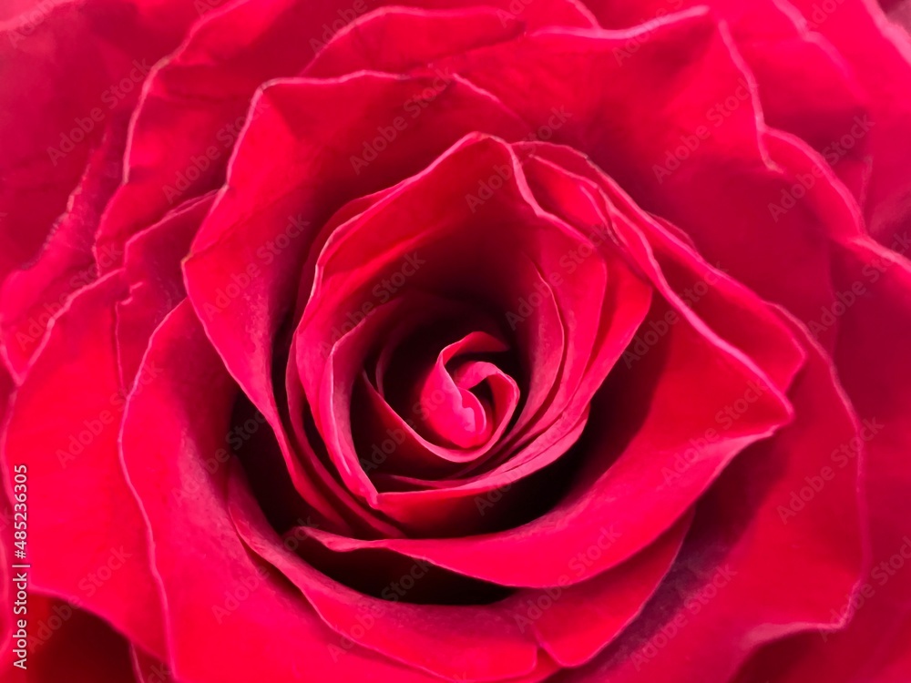 Close up red roses petals red flowers isolated background
