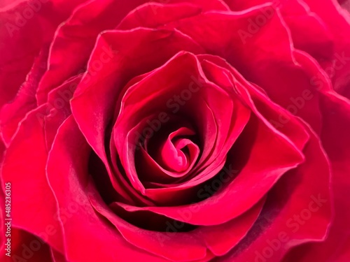 Close up red roses petals red flowers isolated background