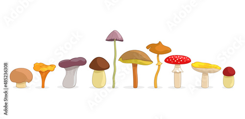 Illustration with different mushrooms. Different mushrooms in cartoon style, isolated on a white background.
