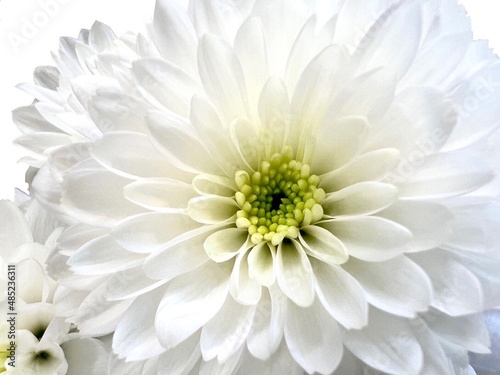 Close up white chrysanthemum petals  white flowers 