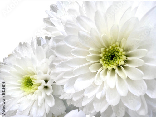 Close up white chrysanthemum petals, white flowers 