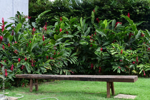 Tablou pe pânză isolated wooden bench in the garden with flowers and plants