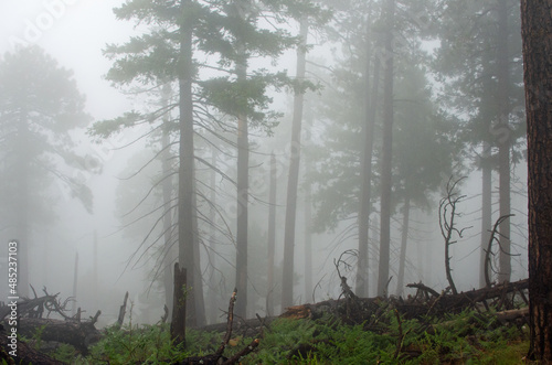 Forest trees in fog