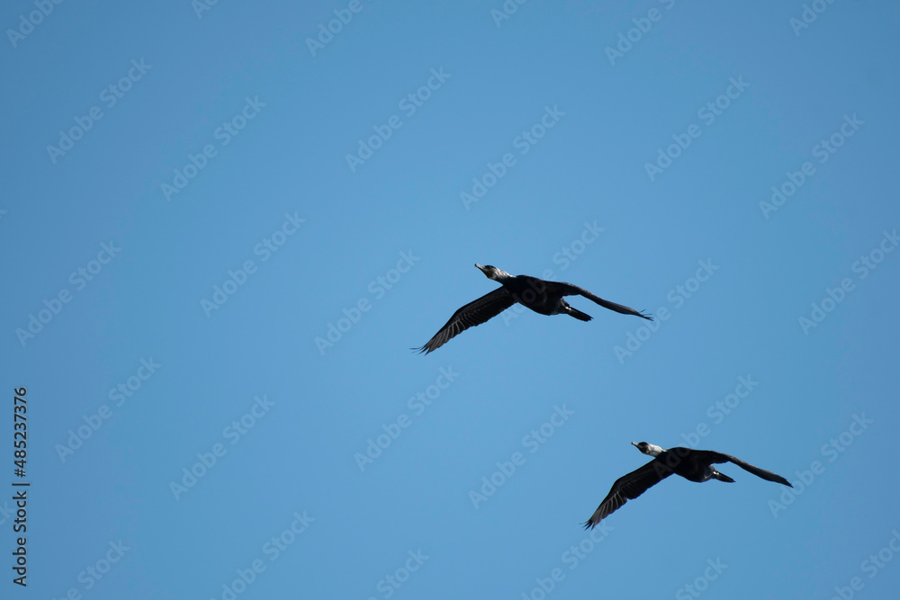 Two great cormorants flying in blue sky Two great cormorants flying in blue sky