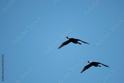 Two great cormorants flying in blue sky