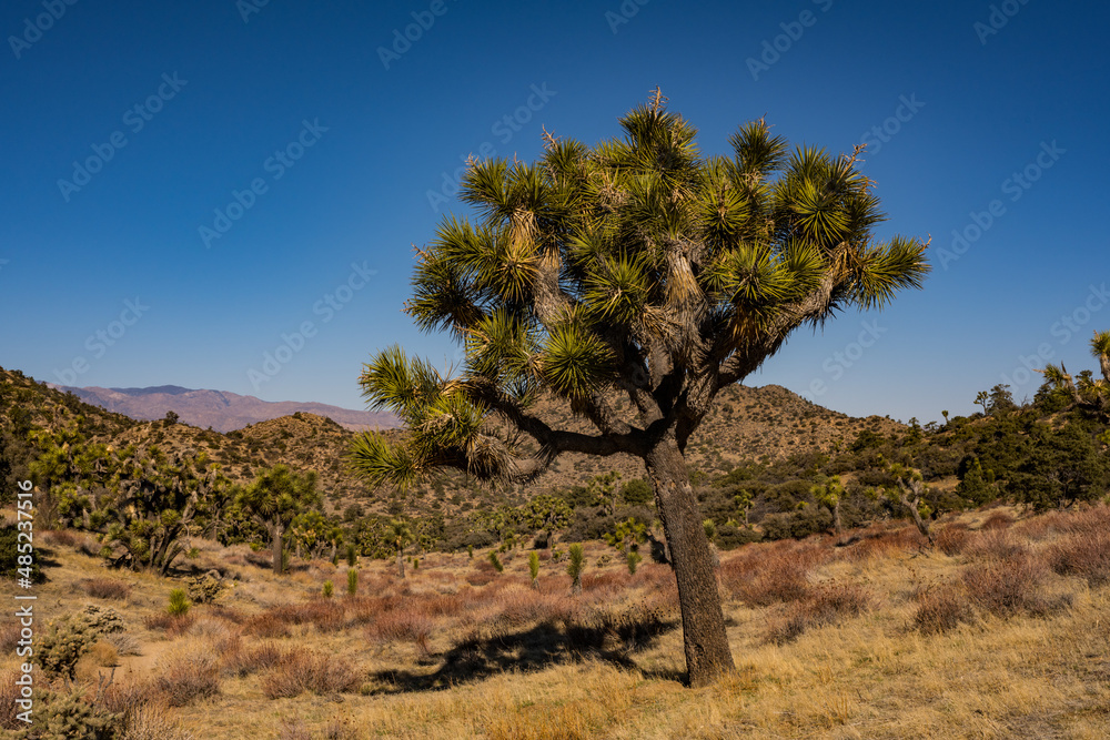 Fototapeta premium Lone Joshua Tree Grows On A Grassy Hillside