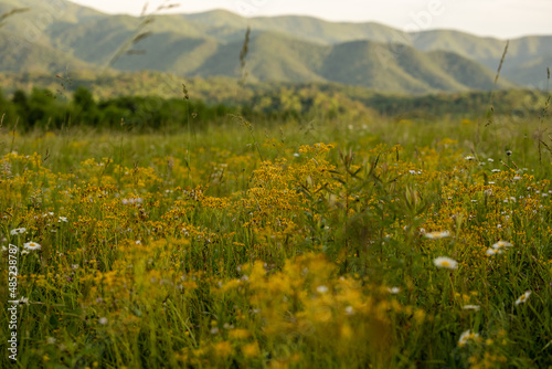 Tela Low Angle Of Field Of Yellow Flowers In Cades Cove