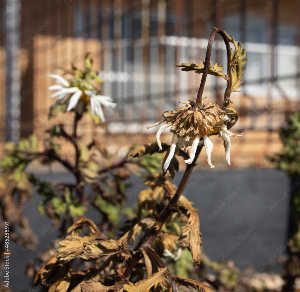 Fototapeta premium マーガレット クローズアップ