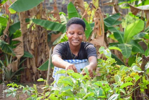 An African female farmer  business woman or entrepreneur  happily tending to her vegetable garden on a farm land