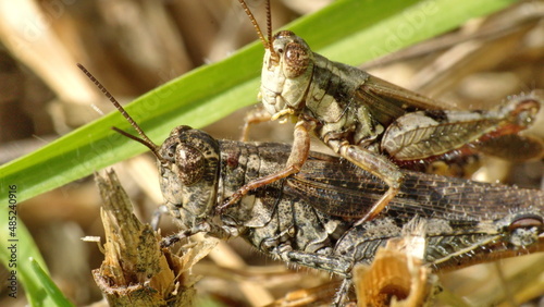 Brown grasshoppers mating in the grass in Cotacachi, Ecuador
