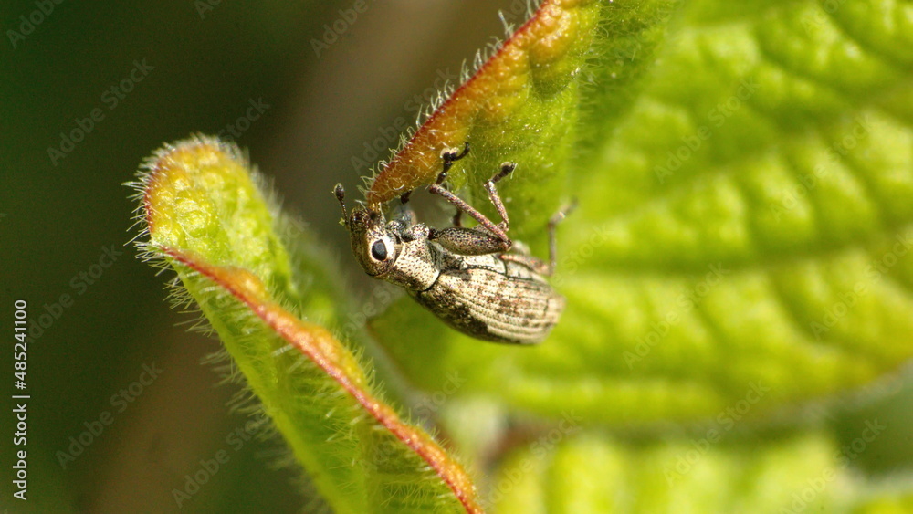 Brown weevil on a leaf in Cotacachi, Ecuador Brown weevil on a leaf in Cotacachi, Ecuador