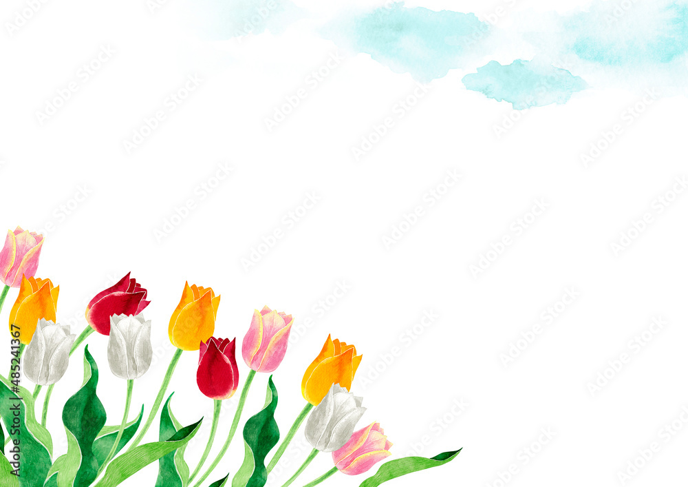 チューリップ 春の花 背景 フレーム 水彩 イラスト Illyustraciya Stock Adobe Stock