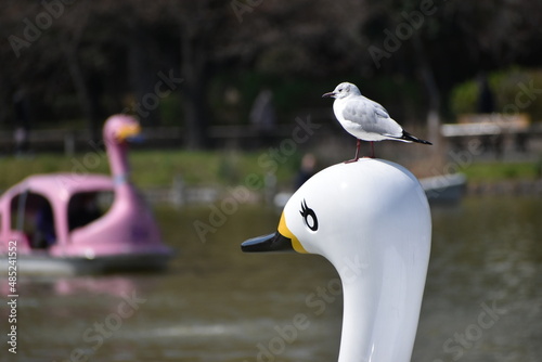 春の東京の不忍池のユリカモメと白鳥ボート