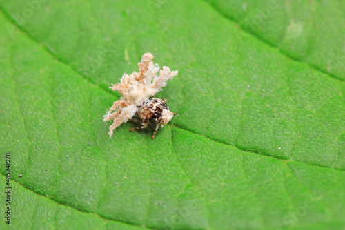 Hemiptera wax Cicadellidae insects on wild plants, North China photo