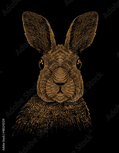 illustration rabbit with engraving style