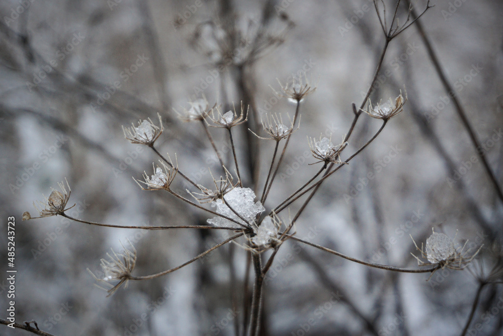 snow covered branches