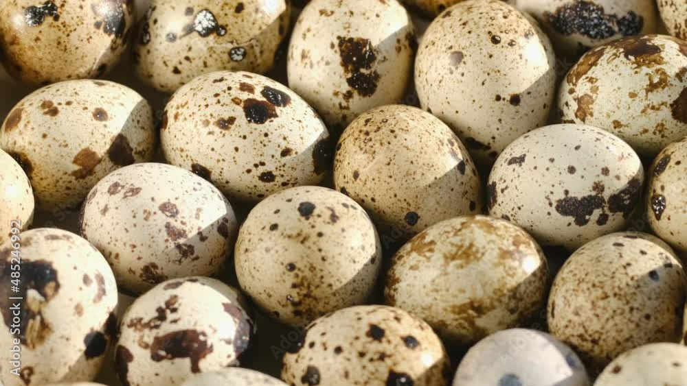 TOP VIEW:Rotating Quail Eggs . Top View. Close Up.Close-up of quail eggs a rotating . Bright colorful quail eggs. Macro. Selective focus TOP VIEW:Rotating Quail Eggs . Top View. Close Up.Close-up of quail eggs a rotating . Bright colorful quail eggs. Macro. Selective focus