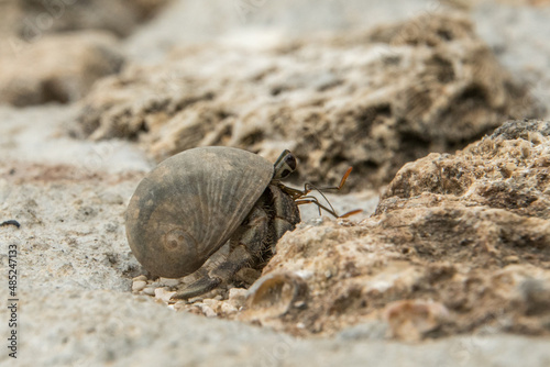 Fotografie, Tablou hermit crab on the sand