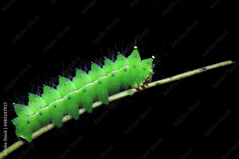 Fototapeta premium Lepidoptera larvae in the wild, North China