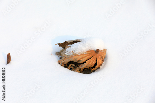 Fototapeta Naklejka Na Ścianę i Meble -  Withered pole in snow, North China