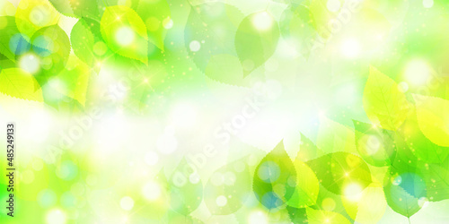 新緑　葉　風景　背景