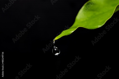 extreme closeup photo of water drop from green leave