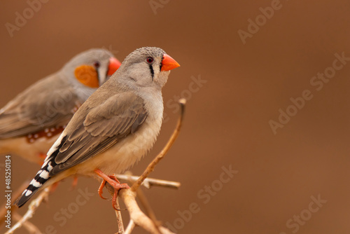 Zebra finches with red background