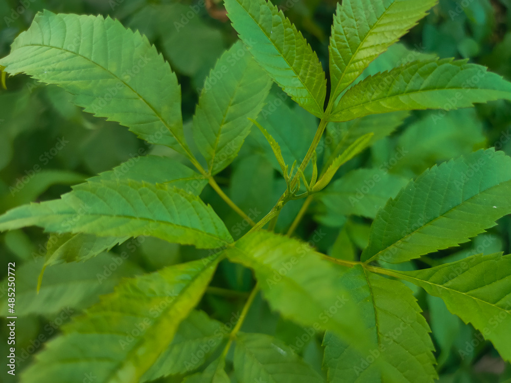 leaves leaves