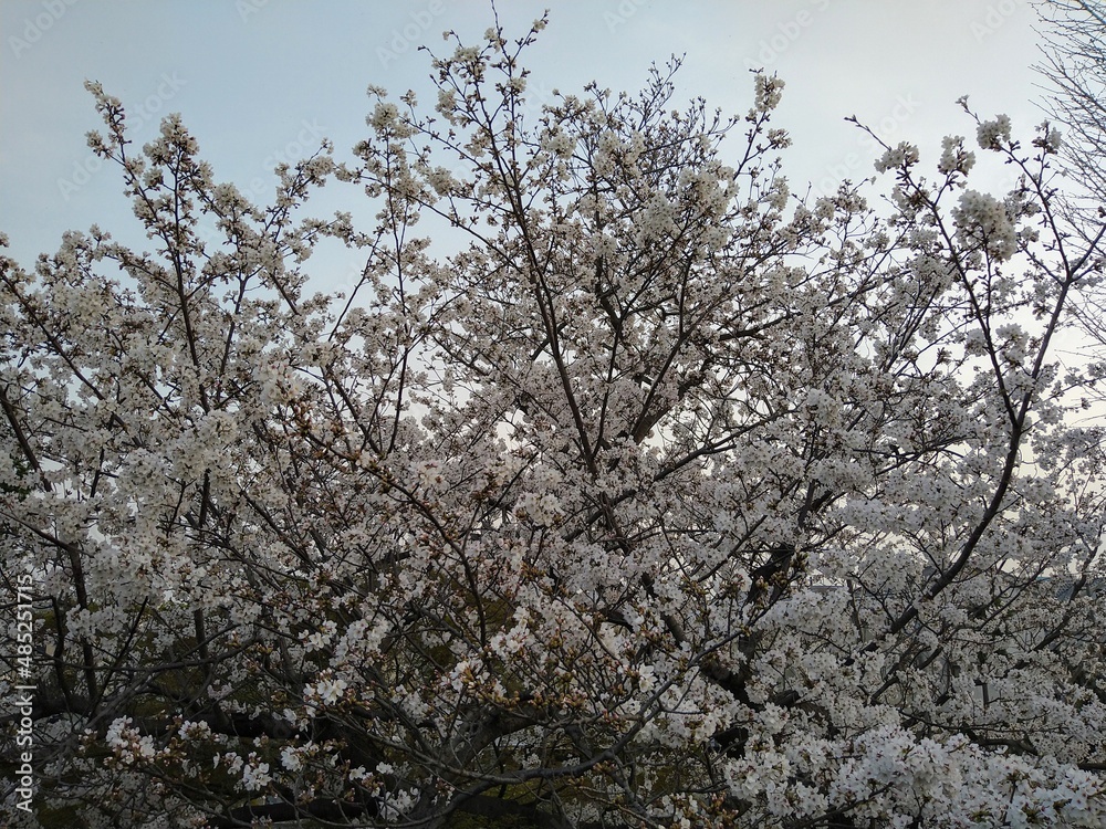 満開の桜、近くの河原にて
