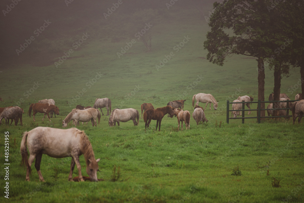 Fototapeta premium Horses are roaming freely in the meadow