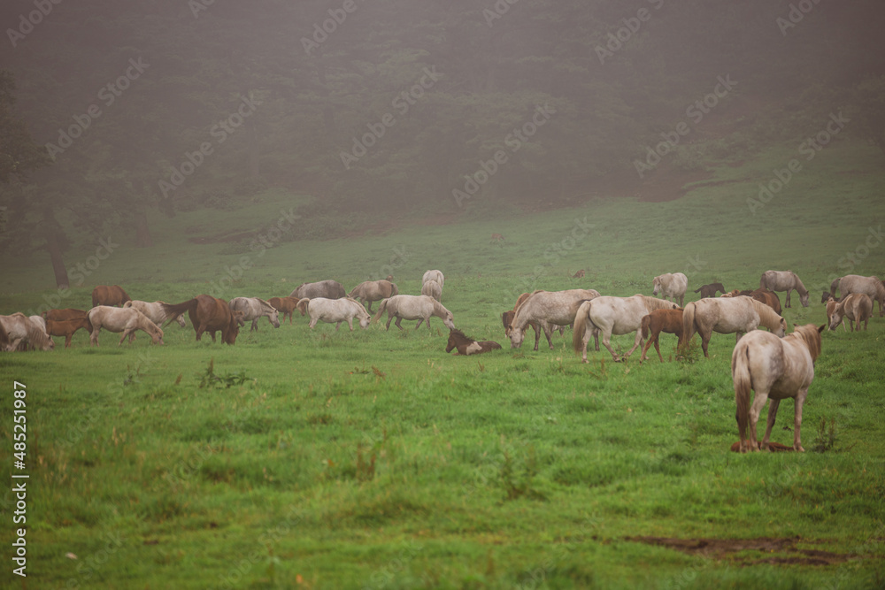 Fototapeta premium Horses are roaming freely in the meadow